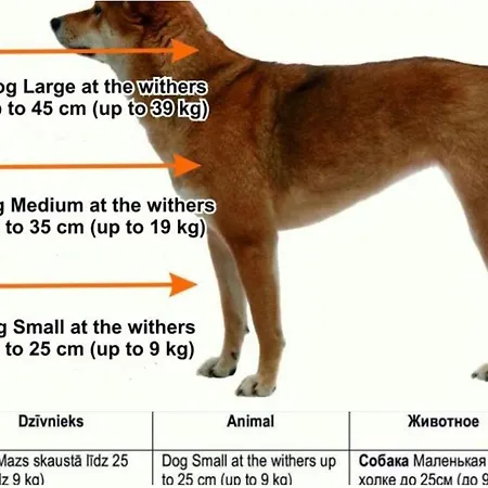 Cozy 2-bedroom Oasis In شقة ريغا